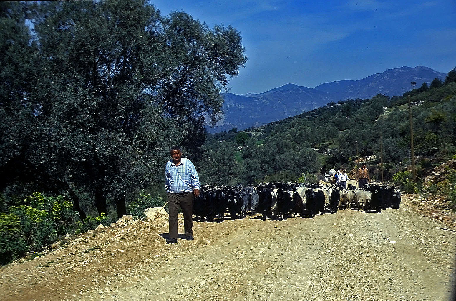 23.04.1993 | nach Kadyanda | tierische Begegnung am Rückweg
