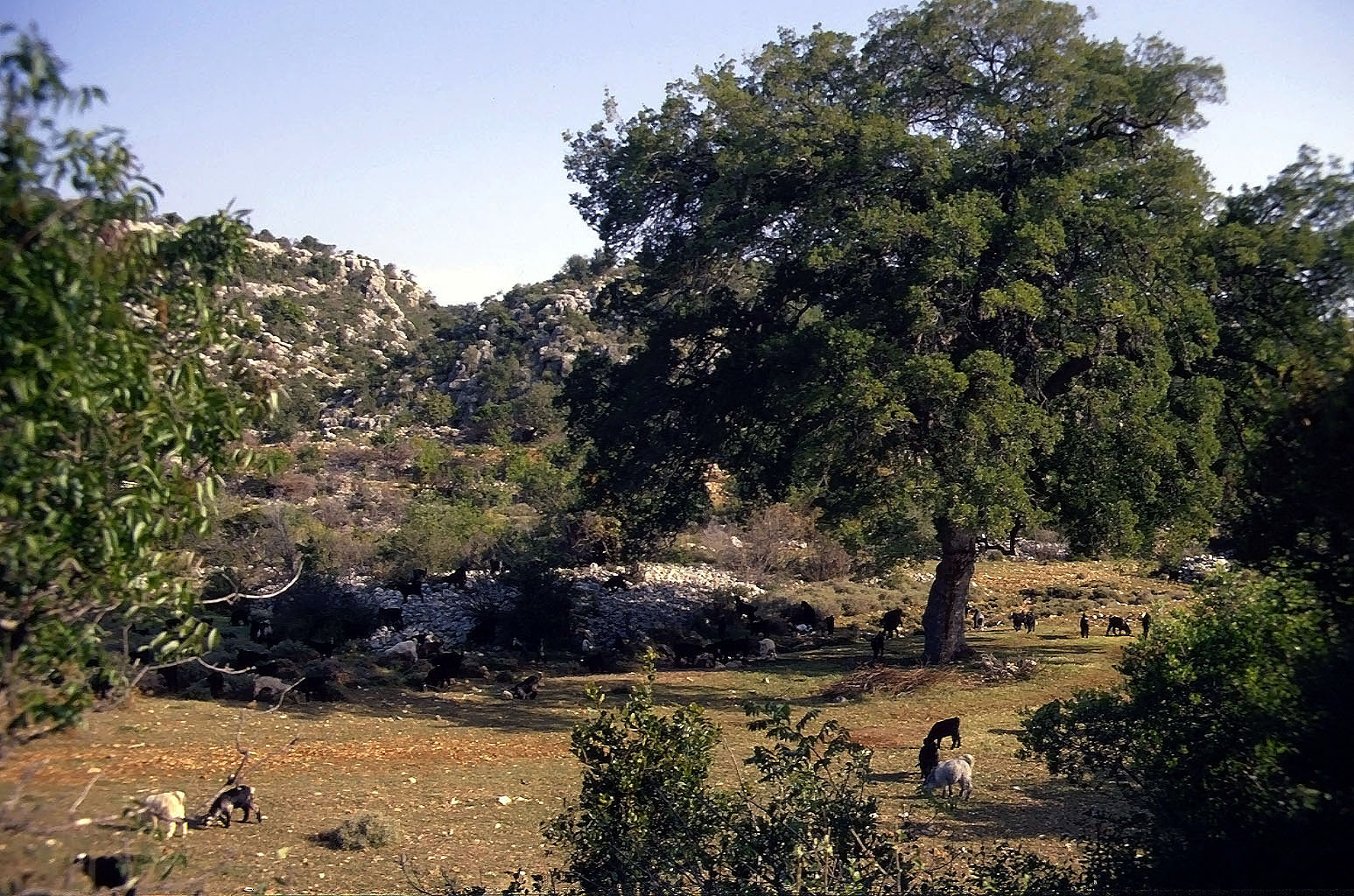 30.04.1993 | Korykos | typische Landschaft mit Ureinwohnern