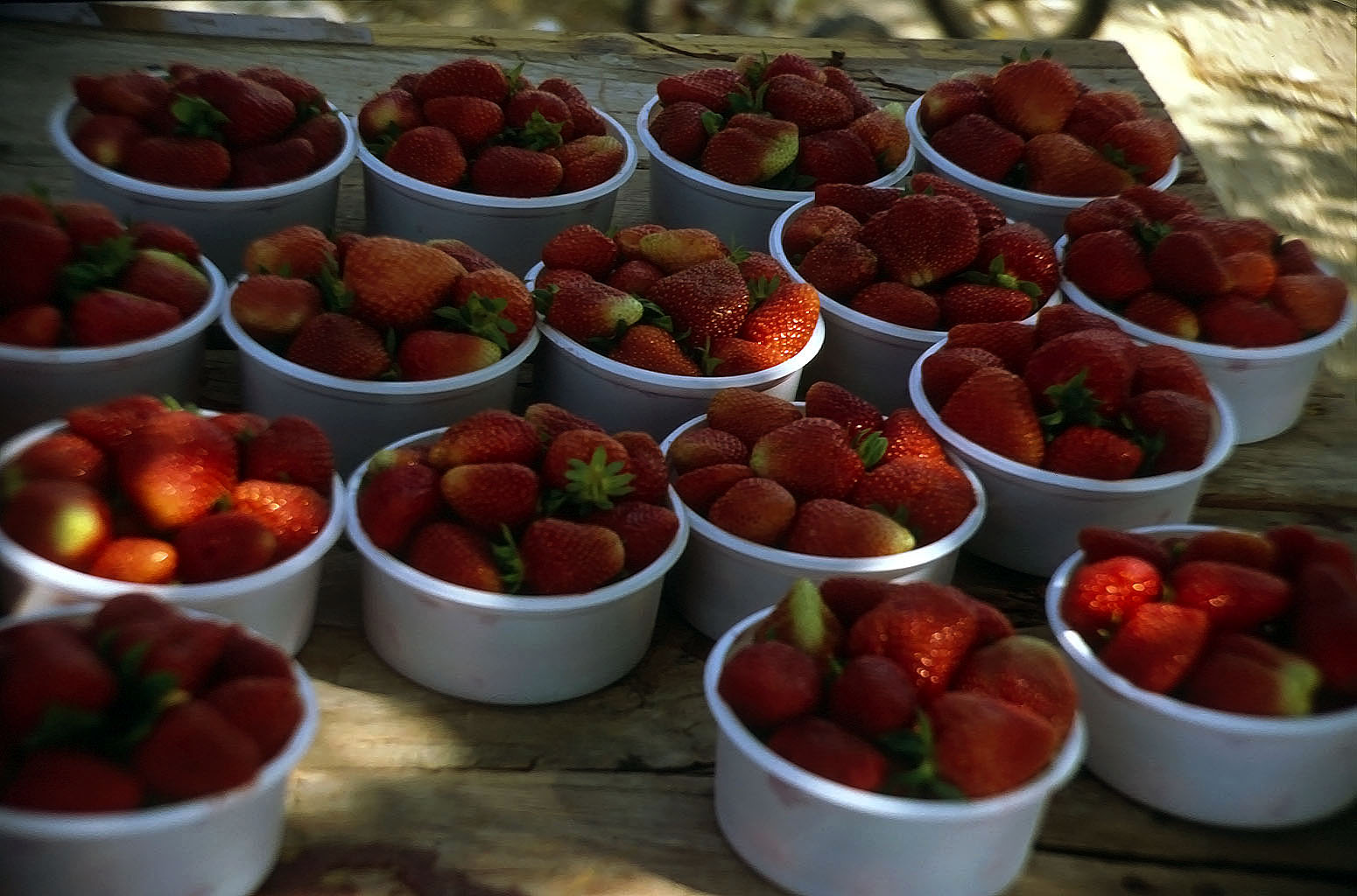 30.04.1993 | Korykos | frische Erdbeeren vom Feld daneben