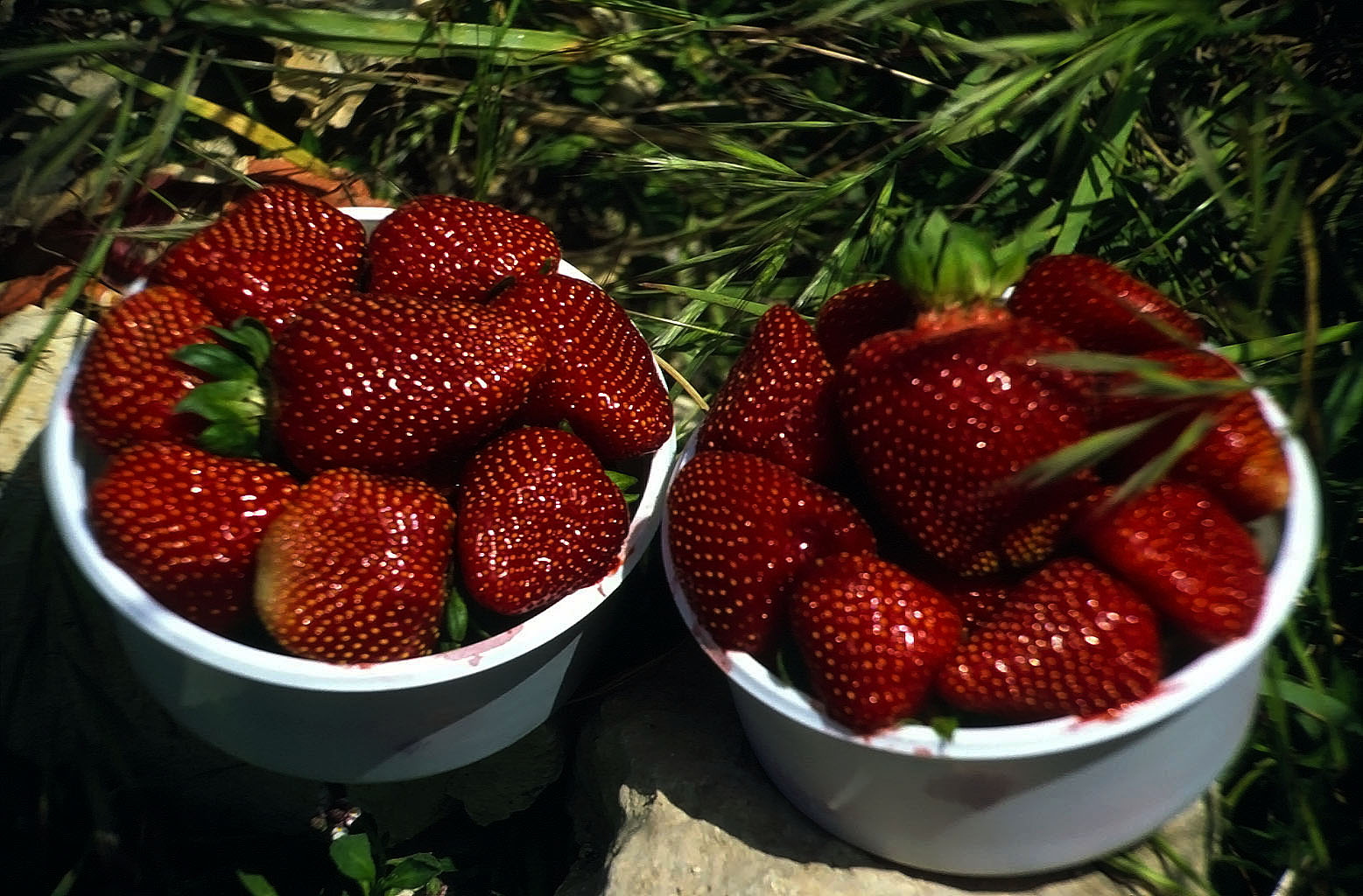 30.04.1993 | Korykos | frische Erdbeeren vom Feld daneben