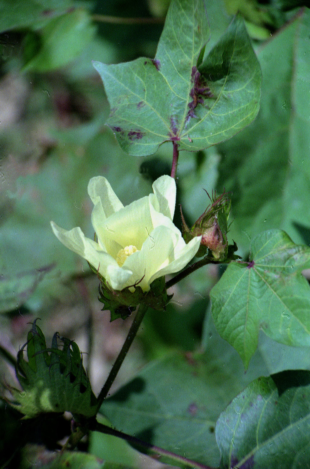 19.09.1992 | bei Manavgat | Baumwollblüte