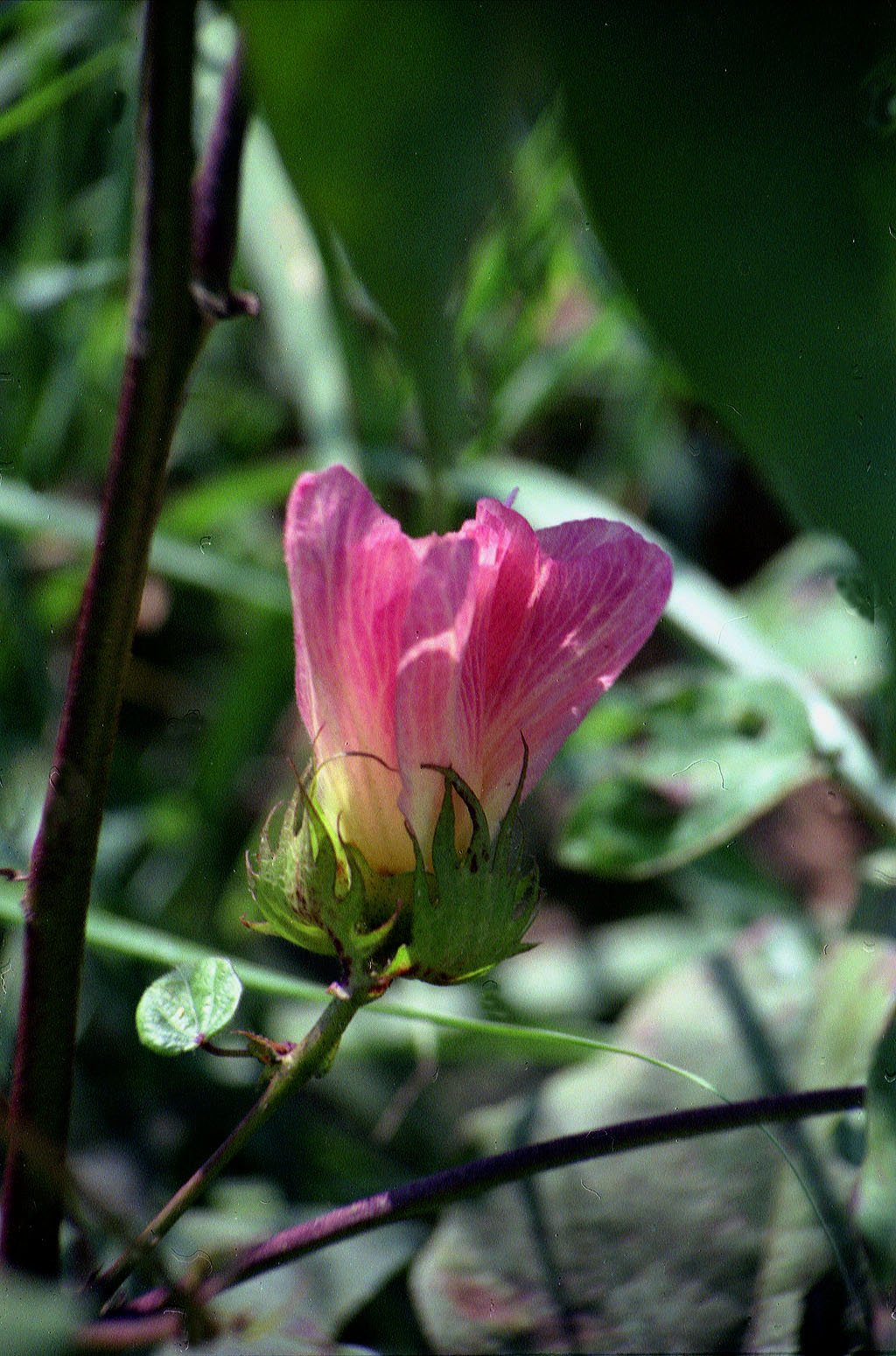 19.09.1992 | bei Manavgat | Baumwollblüte