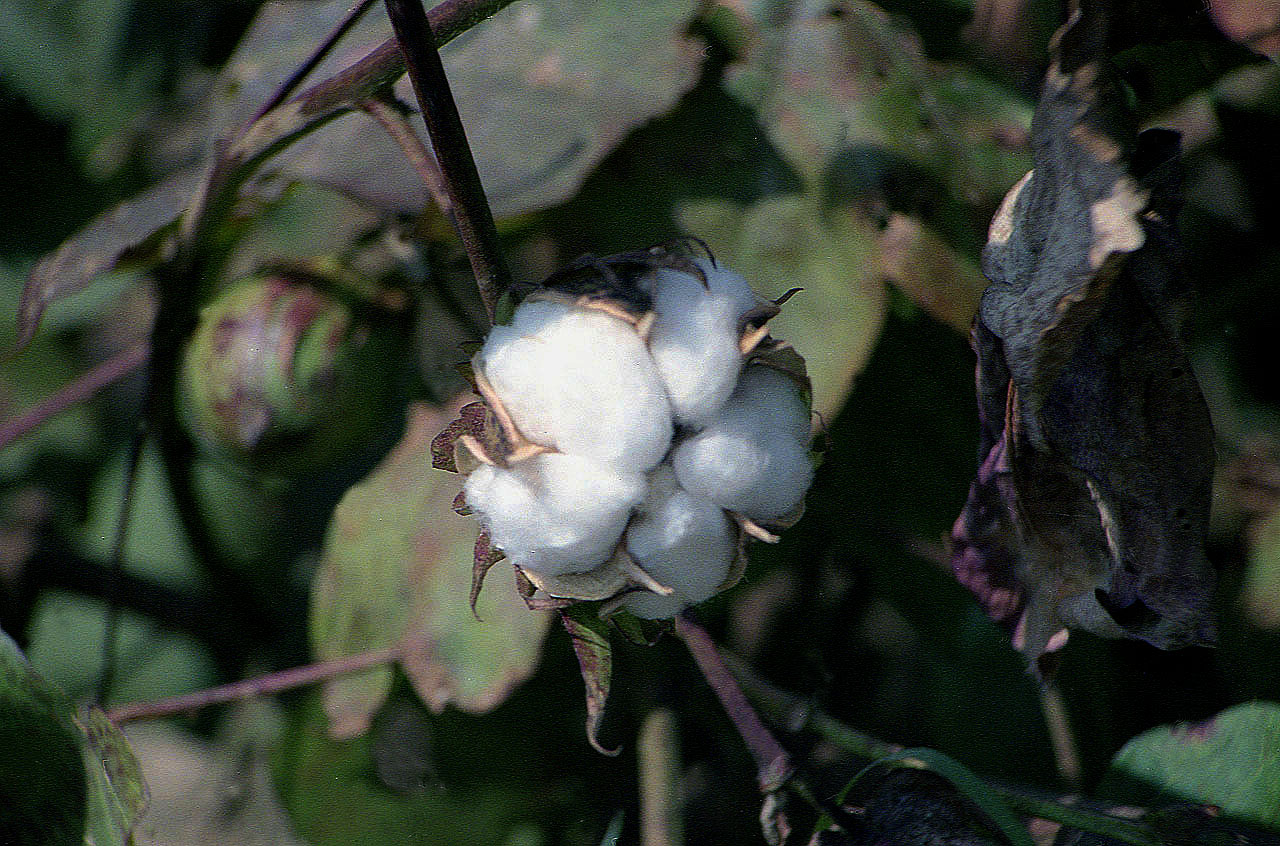 19.09.1992 | bei Manavgat | Baumwolle