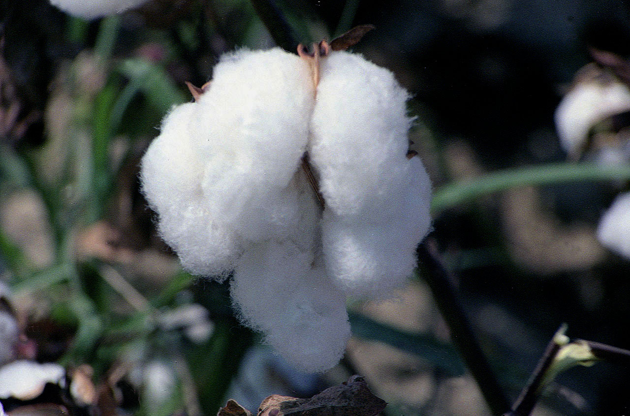 19.09.1992 | bei Manavgat | Baumwolle