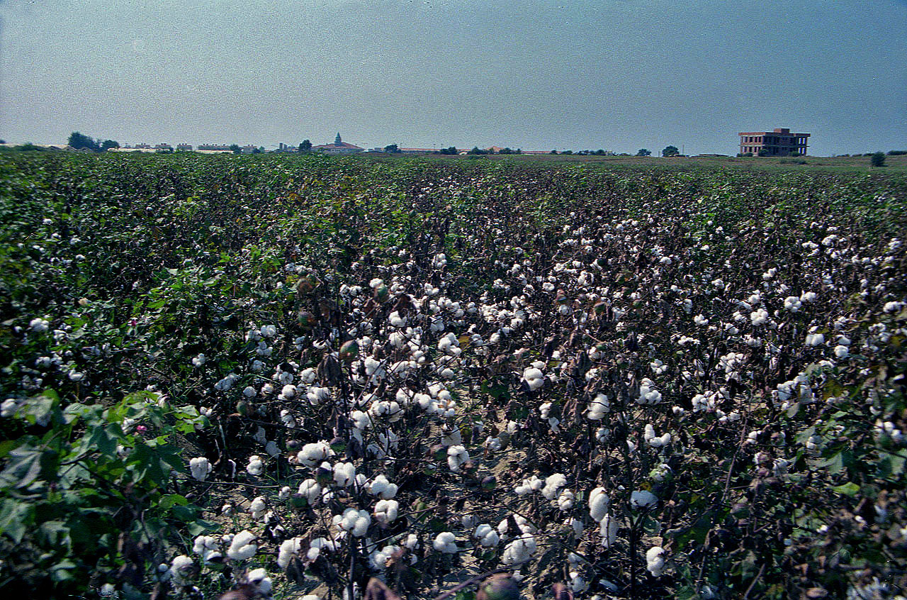 19.09.1992 | bei Manavgat | Baumwollfeld