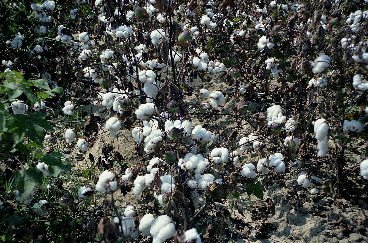 19.09.1992 | bei Manavgat | Baumwollfeld