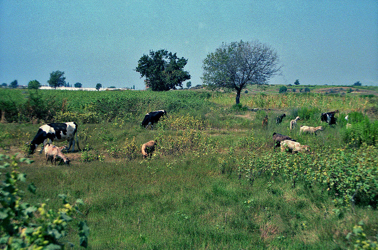 19.09.1992 | bei Manavgat | Ziegen und Kühe auf Wiesen