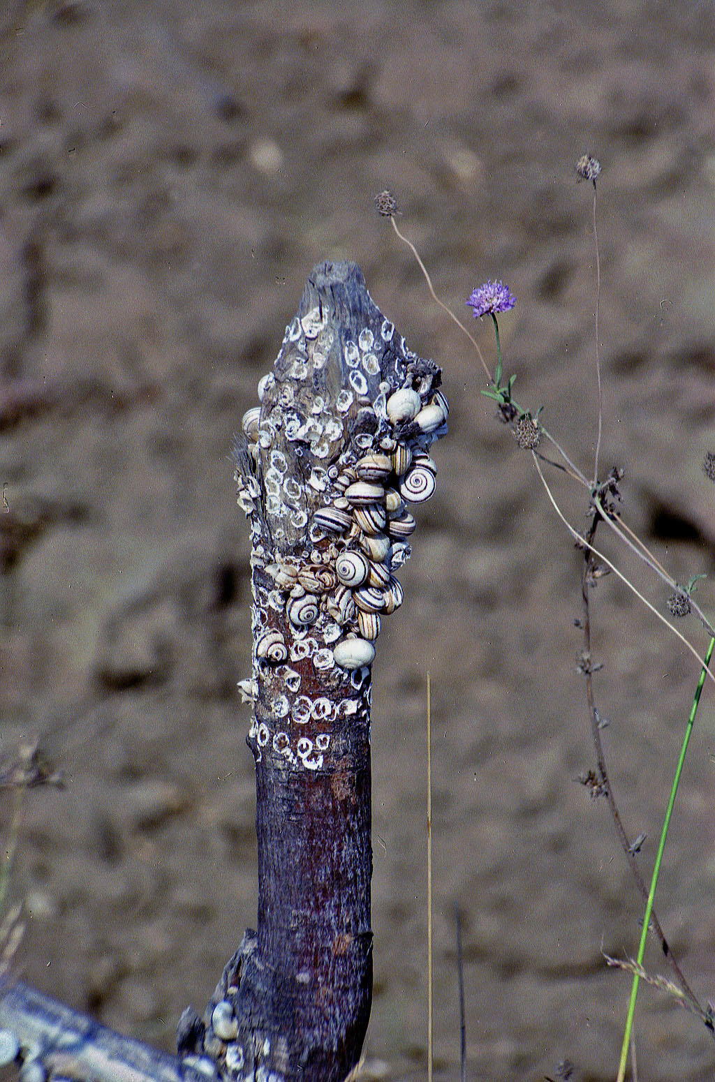 23.09.1992 | bei Manavgat | Schnecken auf verbranntem Baumstamm