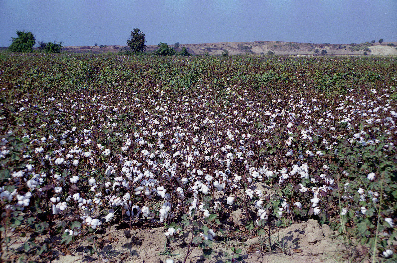 23.09.1992 | bei Manavgat | Baumwollfeld