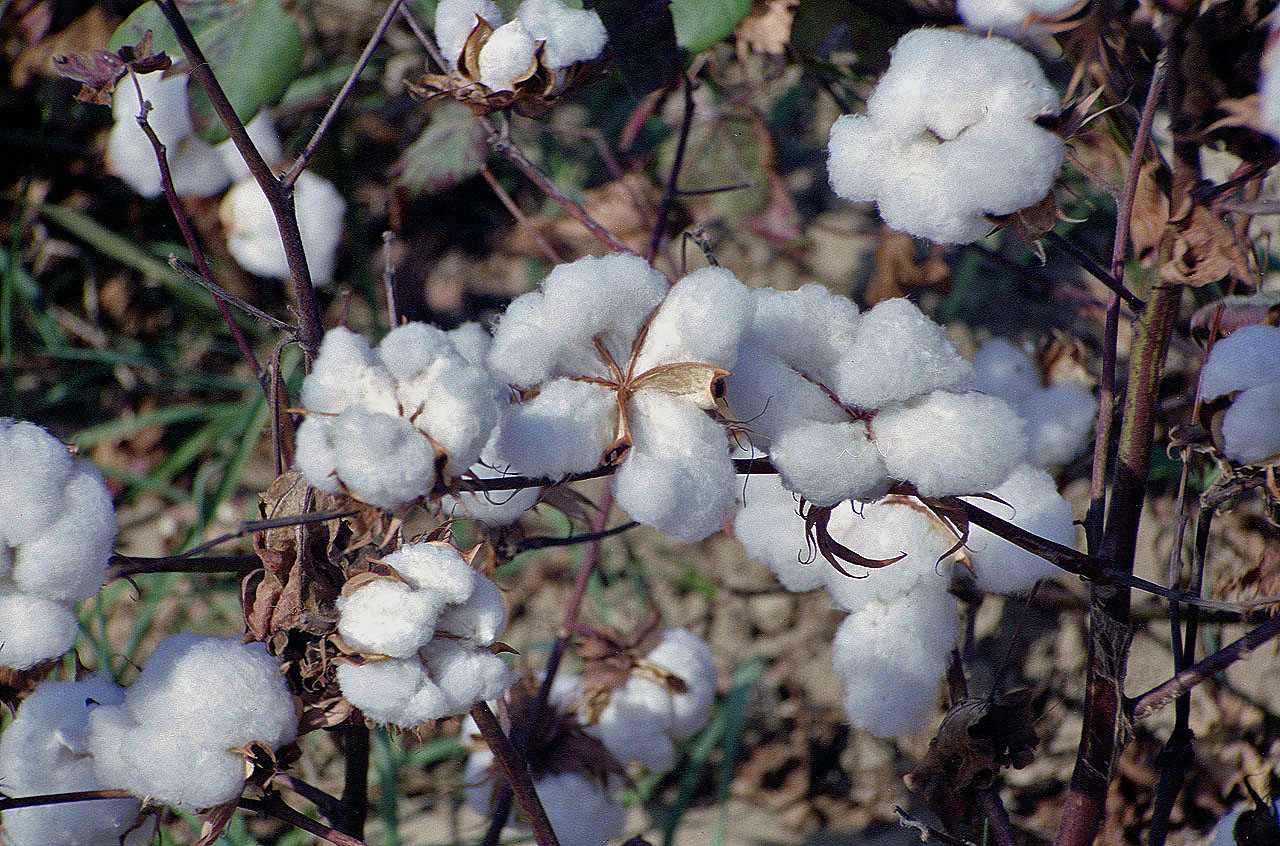 23.09.1992 | bei Manavgat | Baumwolle