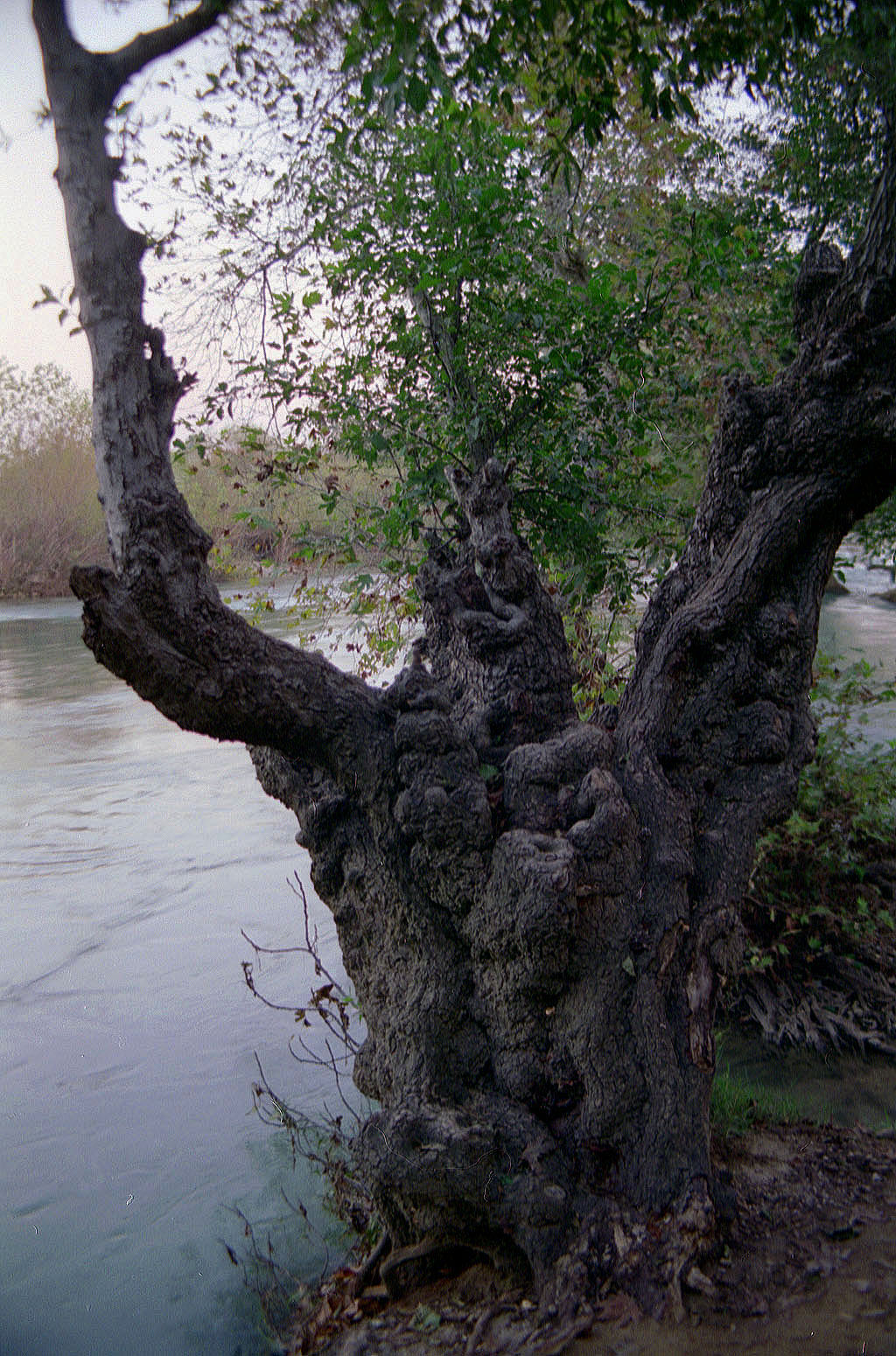 19.09.1994 | Manavgat | uralter Baum am Ufer