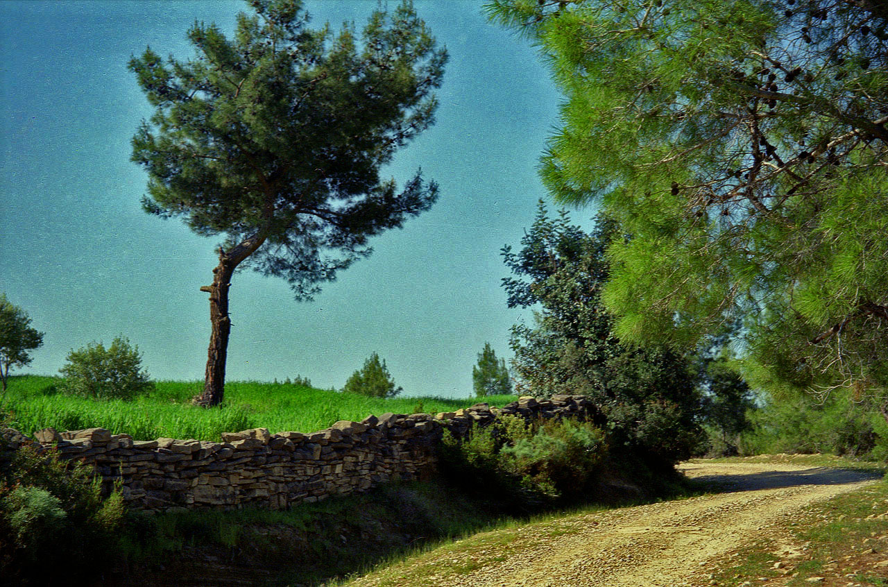30.04.1995 | Naras Cay Brücke | Forststrasse nach der Brücke