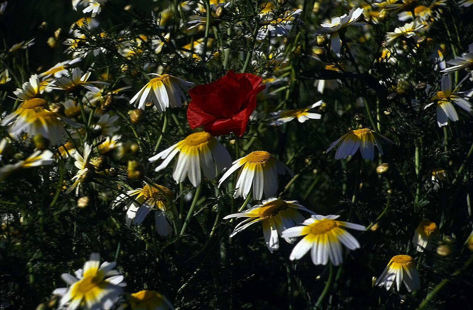 22.04.1993 | Sarkophag | Wiesenblumen