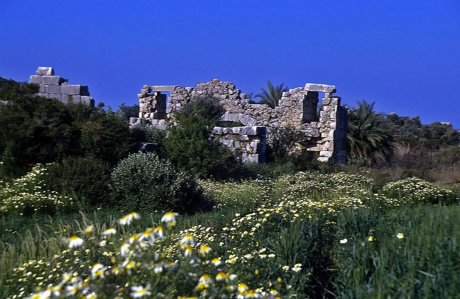 22.04.1993 | Hafenthermen | Ruinen über Blumenwiese
