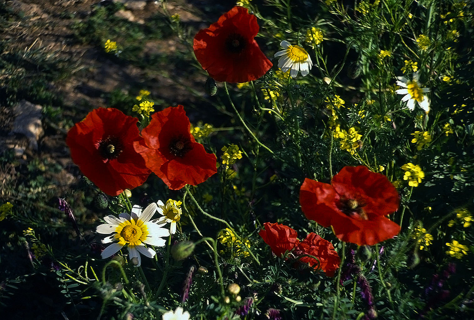 22.04.1993 | Sarkophag | Wiesenblumen