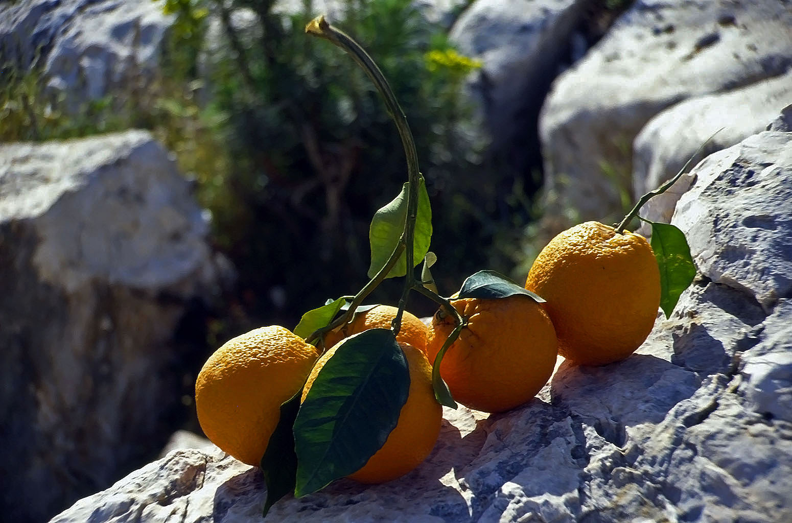 20.04.1993 | bei Finike | geschenkte Orangen aus Limyra