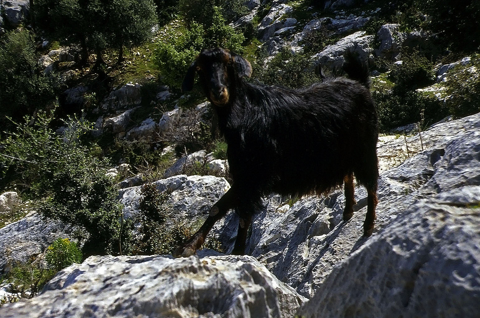 20.04.1993 | Suluin Magarasi   | Ziege vor der Höhle