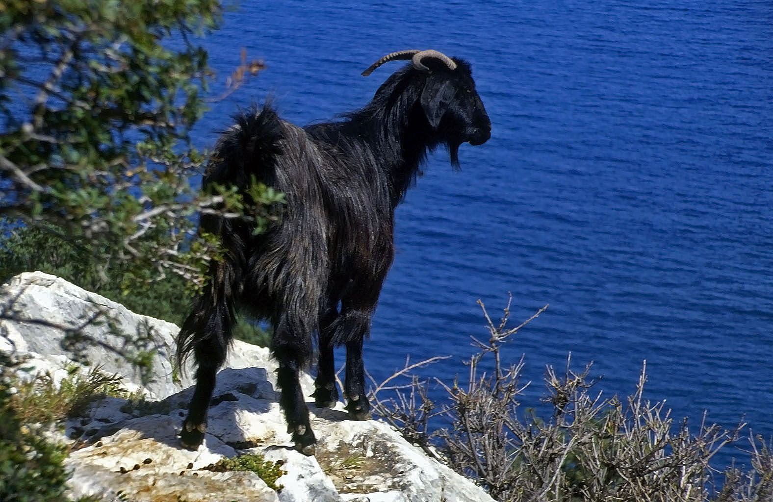 20.04.1993 | Suluin Magarasi   | Ziege vor der Höhle