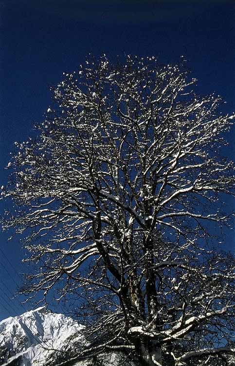 Gramaialm am 12.01.1975