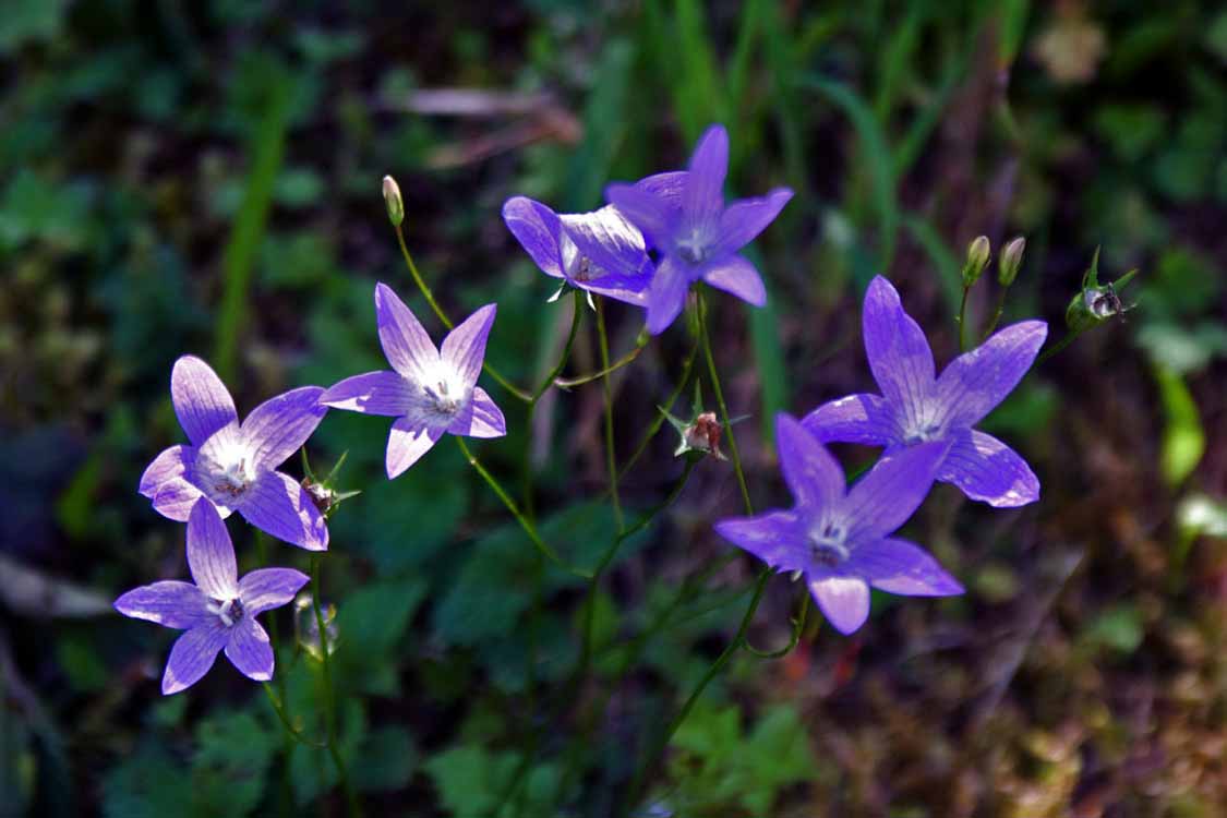 Stuibenfall am 01.07.2009